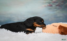 Miniature Dachshund dogs for sale: Miles - Image 11