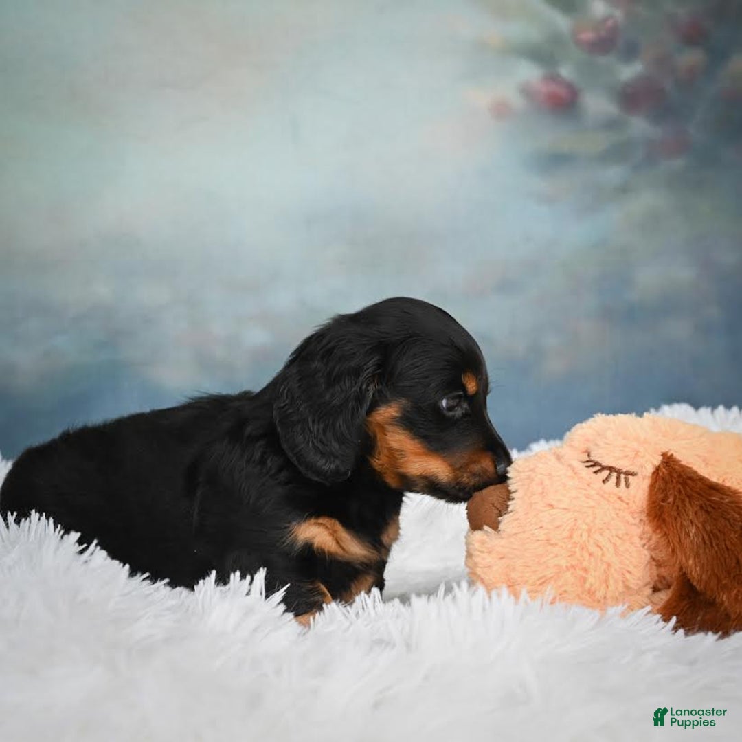 Miniature Dachshund dogs for sale: Miles - Image 11