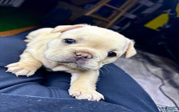French Bulldog dogs for sale: French Bulldog 4 puppies - Image 9