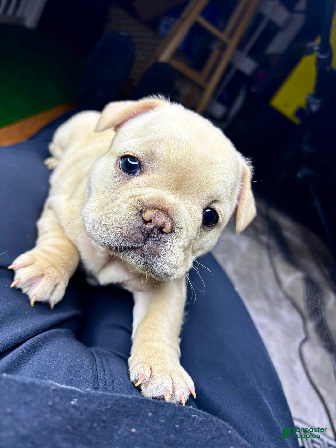 French Bulldog dogs for sale: French Bulldog 4 puppies - Image 9