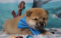 Shiba Inu dogs for sale: Larry - Image 6