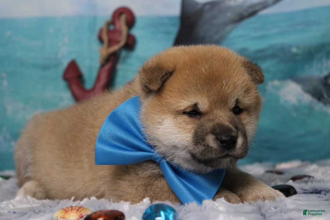 Shiba Inu dogs for sale: Larry - Image 6
