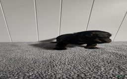 Miniature Dachshund dogs for sale: Gunner - Image 4