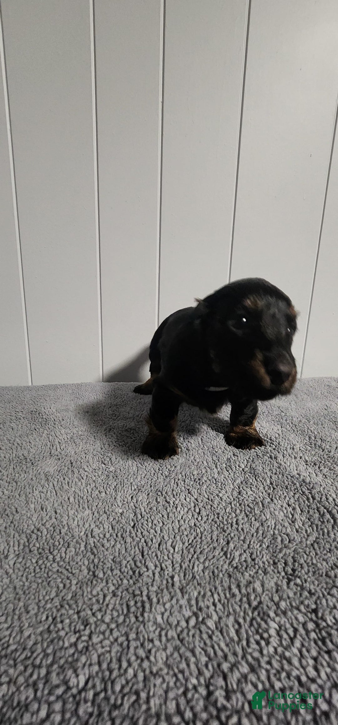 Miniature Dachshund dogs for sale: Gunner - Image 4