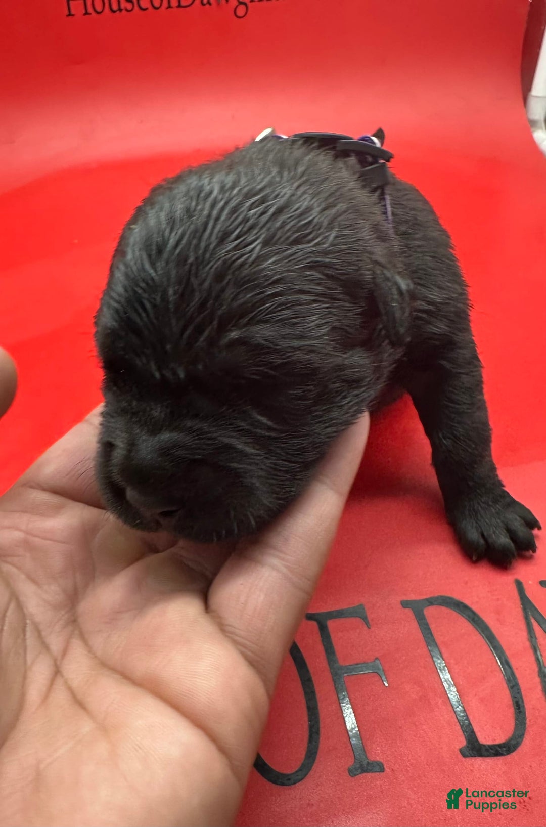 Cane Corso dogs for sale: ICCF Zara - Image 1