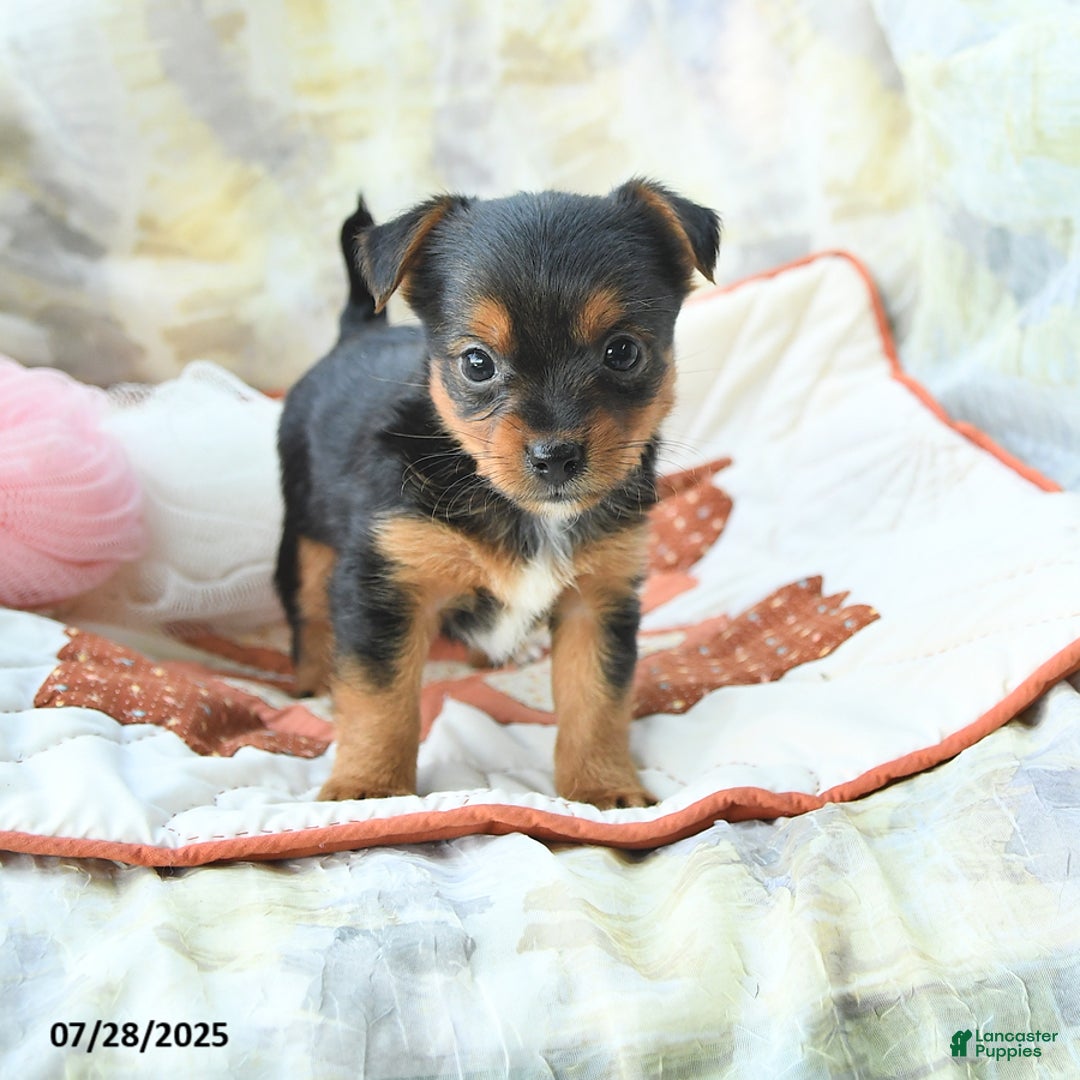 Yorkshire Terrier dogs for sale: Yorkshire Terrier 6 puppies - Image 12