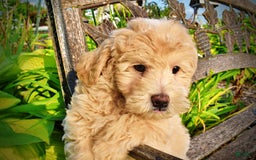 Havapoo dogs for sale: Wags - Image 9