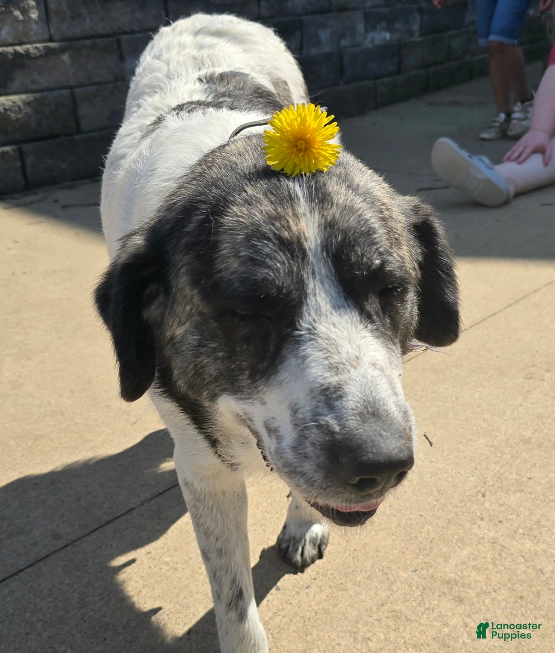 Anatolian Shepherd dogs for sale: Carly - Image 6