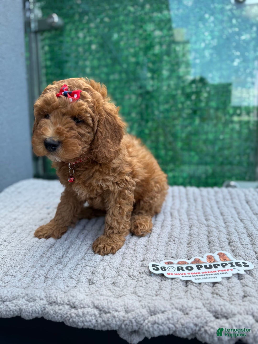 Mini Goldendoodle dogs for sale: Sunshine - Image 2