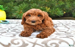 Mini Goldendoodle dogs for sale: Daisy - Image 5