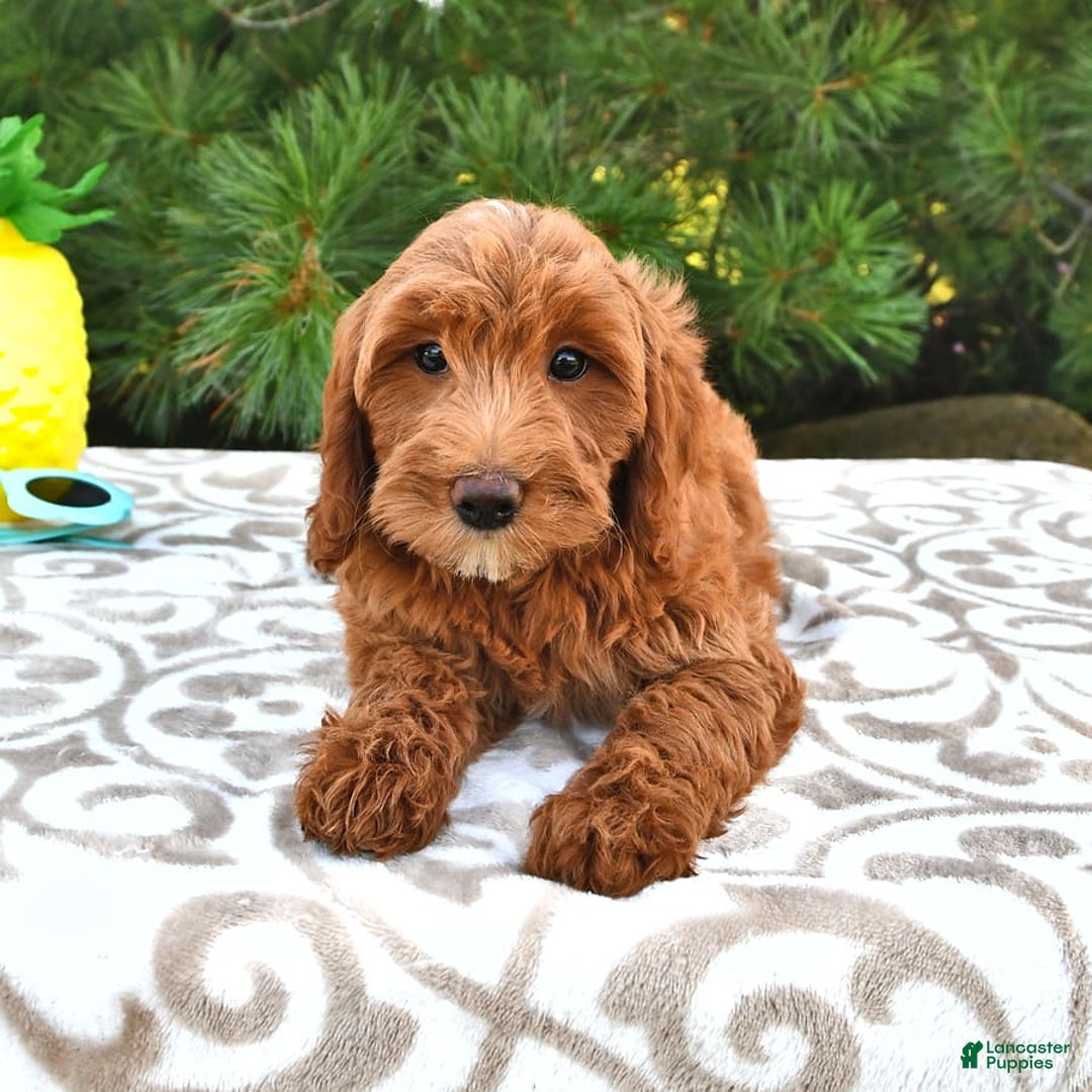 Mini Goldendoodle dogs for sale: Daisy - Image 5