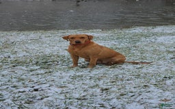 Labrador Retriever dogs for sale: Timmy - Image 7