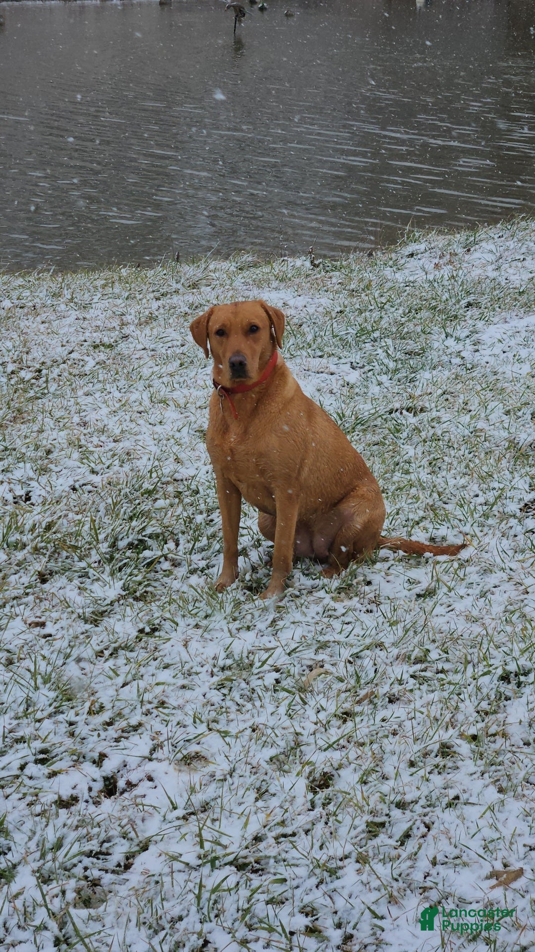 Labrador Retriever dogs for sale: Timmy - Image 7