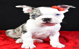 Frenchton dogs for sale: Flash - Image 1