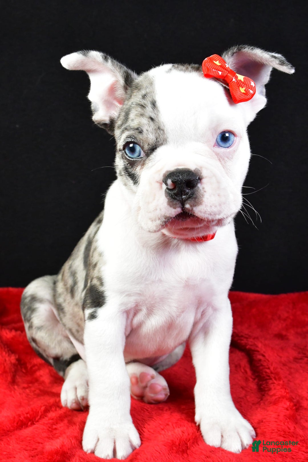Frenchton dogs for sale: Flash - Image 1