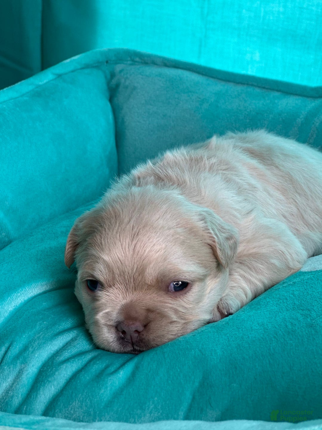 French Bulldog dogs for sale: Latto - Image 6