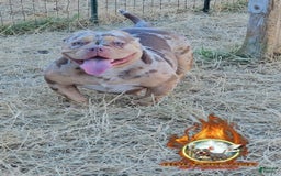 American Bully dogs for sale: Macho - Image 5