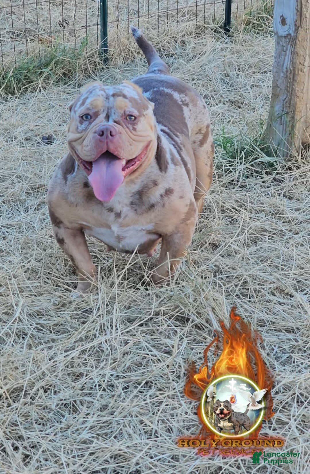 American Bully dogs for sale: Macho - Image 5