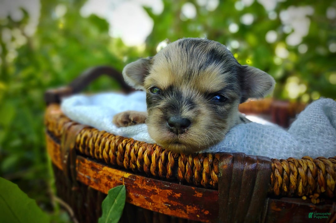 Morkie dogs for sale: Rare Merle Dragonfly - Image 5