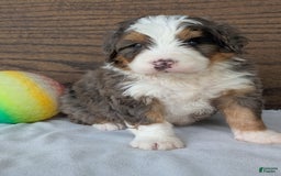 Mini Bernedoodle dogs for sale: Louie - Image 23