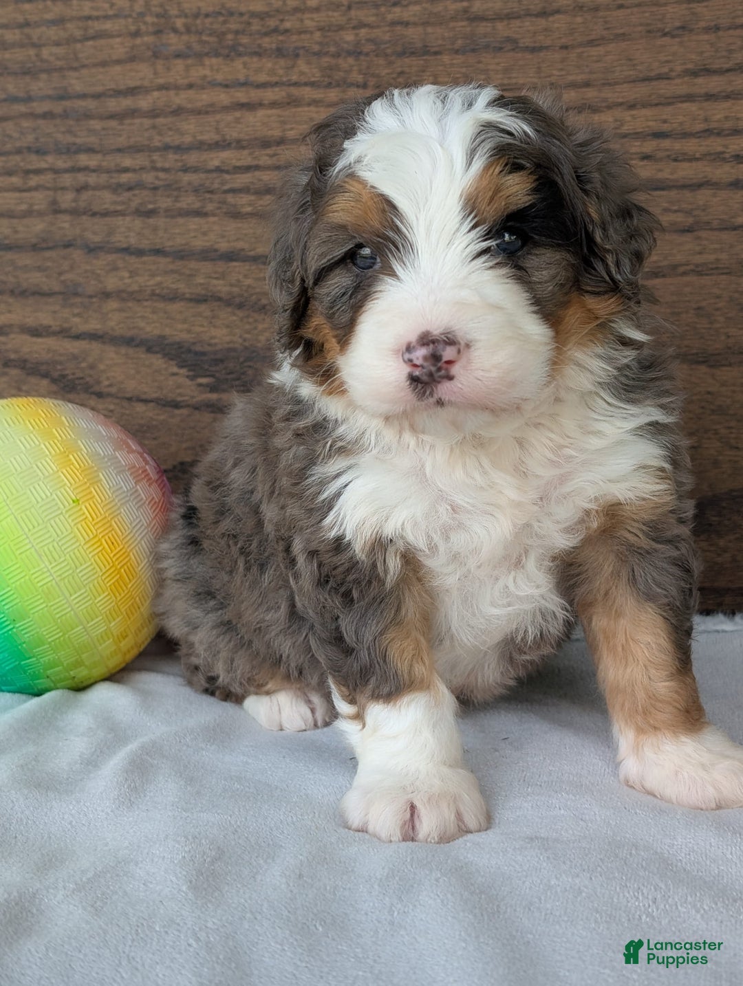 Mini Bernedoodle dogs for sale: Louie - Image 23