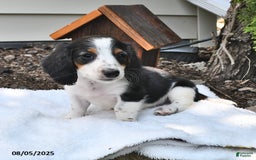 Miniature Dachshund dogs for sale: Mason - Image 5