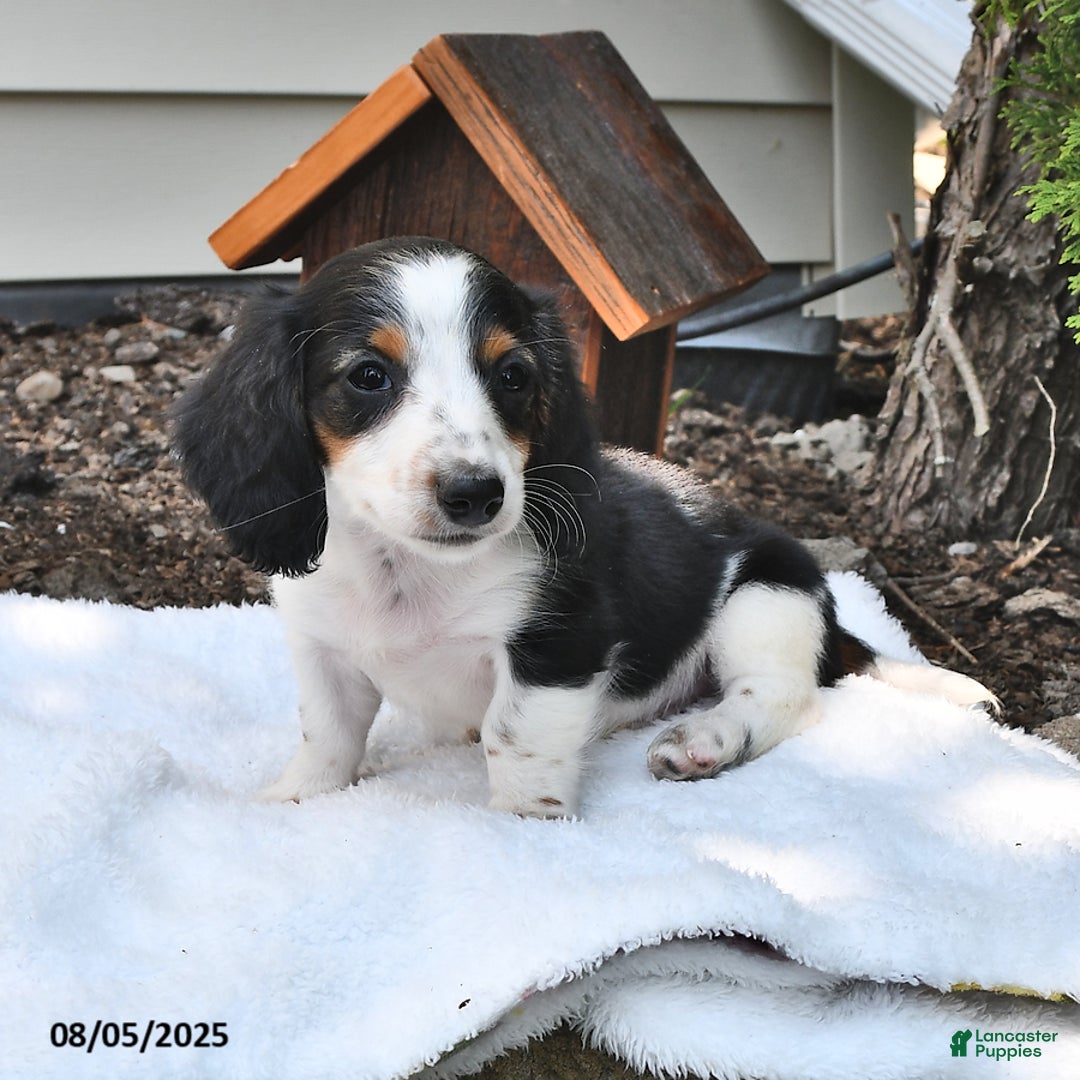 Miniature Dachshund dogs for sale: Mason - Image 5