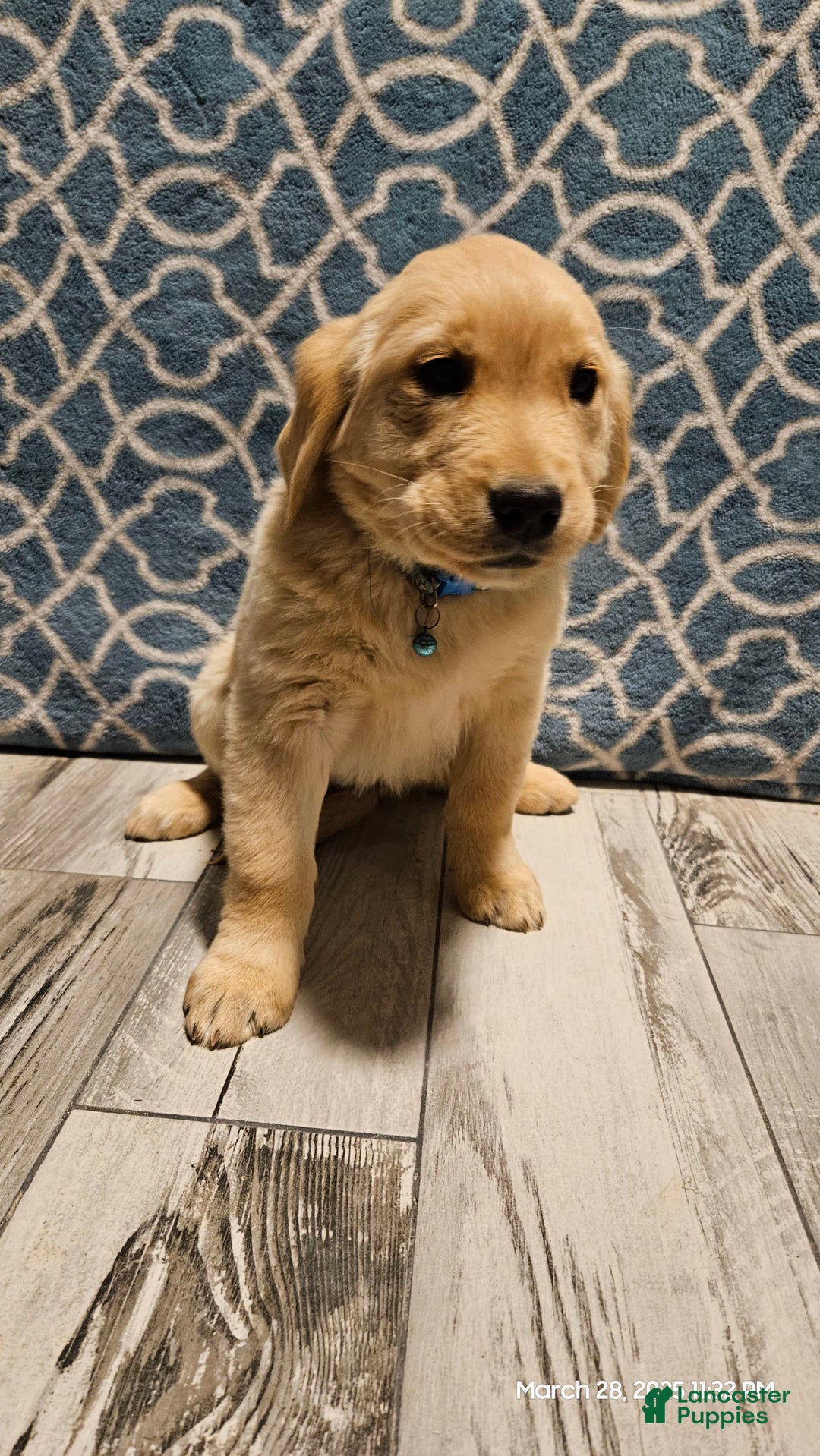 Golden Retriever dogs for sale: Golden Retriever - Image 18