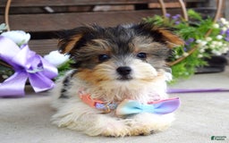 Yorkshire Terrier dogs for sale: Piper - Image 1