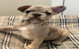 French Bulldog dogs for sale: Bear - Image 1