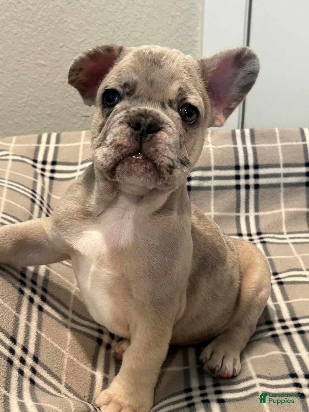 French Bulldog dogs for sale: Bear - Image 1
