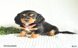 Miniature Dachshund dogs for sale: Daisy - Image 5