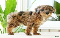 Miniature Poodle dogs for sale: Kylie - Image 8