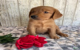 Golden Retriever dogs for sale: Flash - Image 3