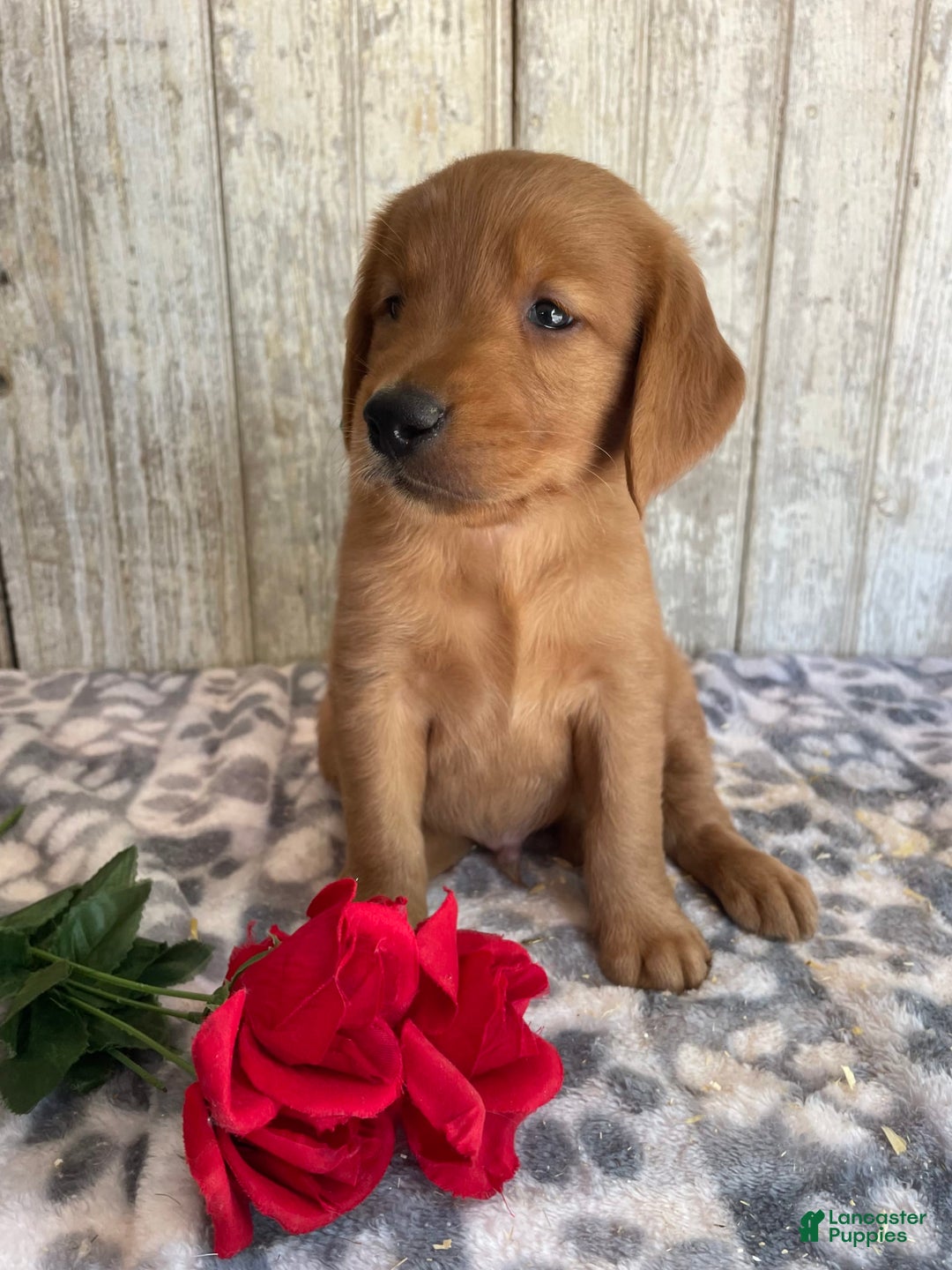 Golden Retriever dogs for sale: Flash - Image 3