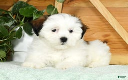 Teddy Bear dogs for sale: Wren - Image 8