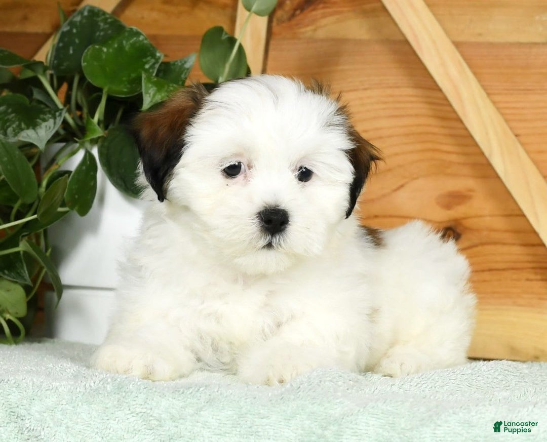 Teddy Bear dogs for sale: Wren - Image 8