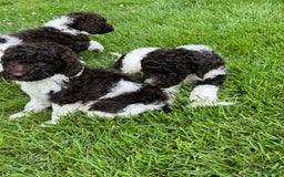 Labradoodle dogs for sale: Sam - Image 2