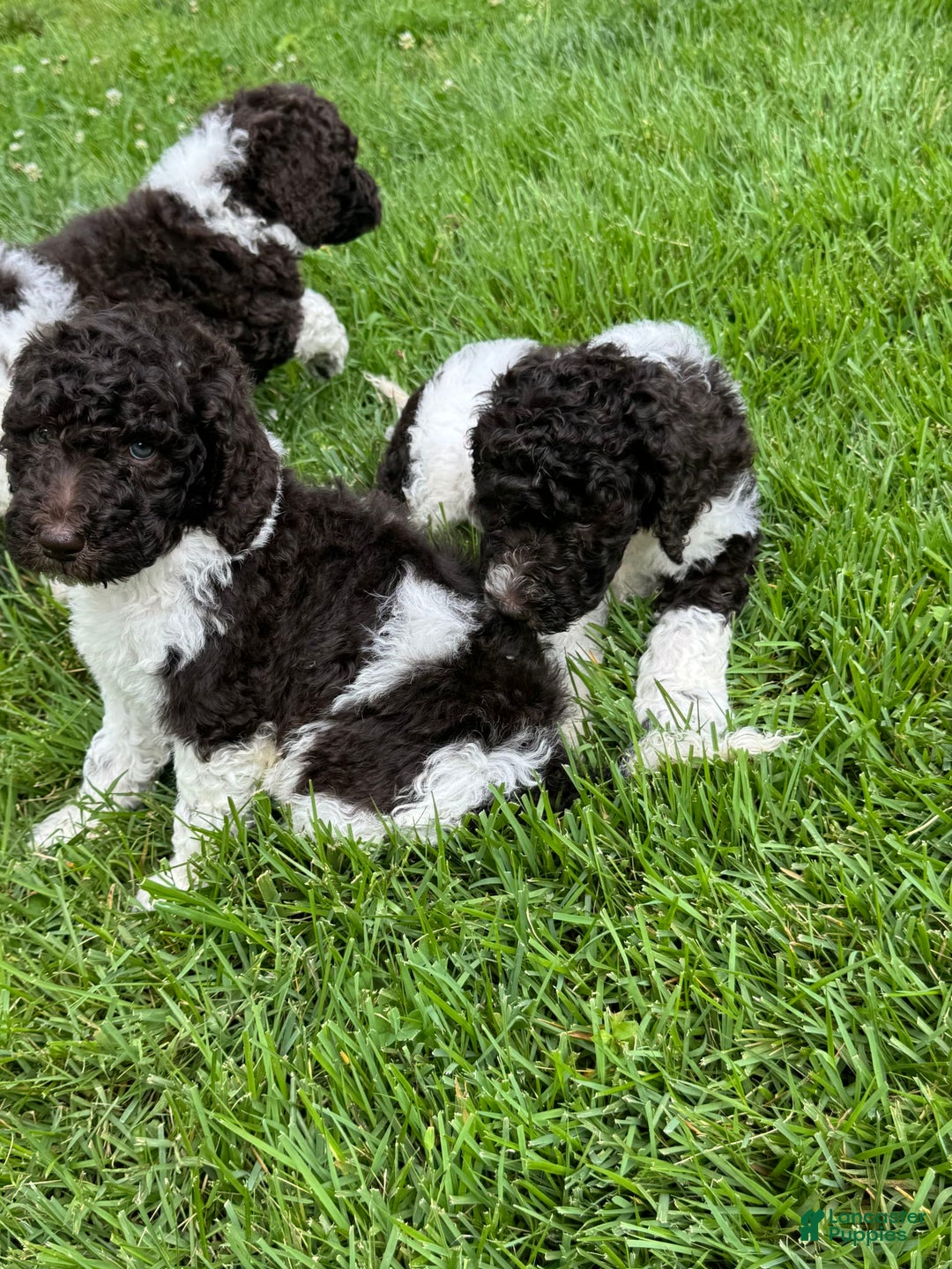 Labradoodle dogs for sale: Sam - Image 2
