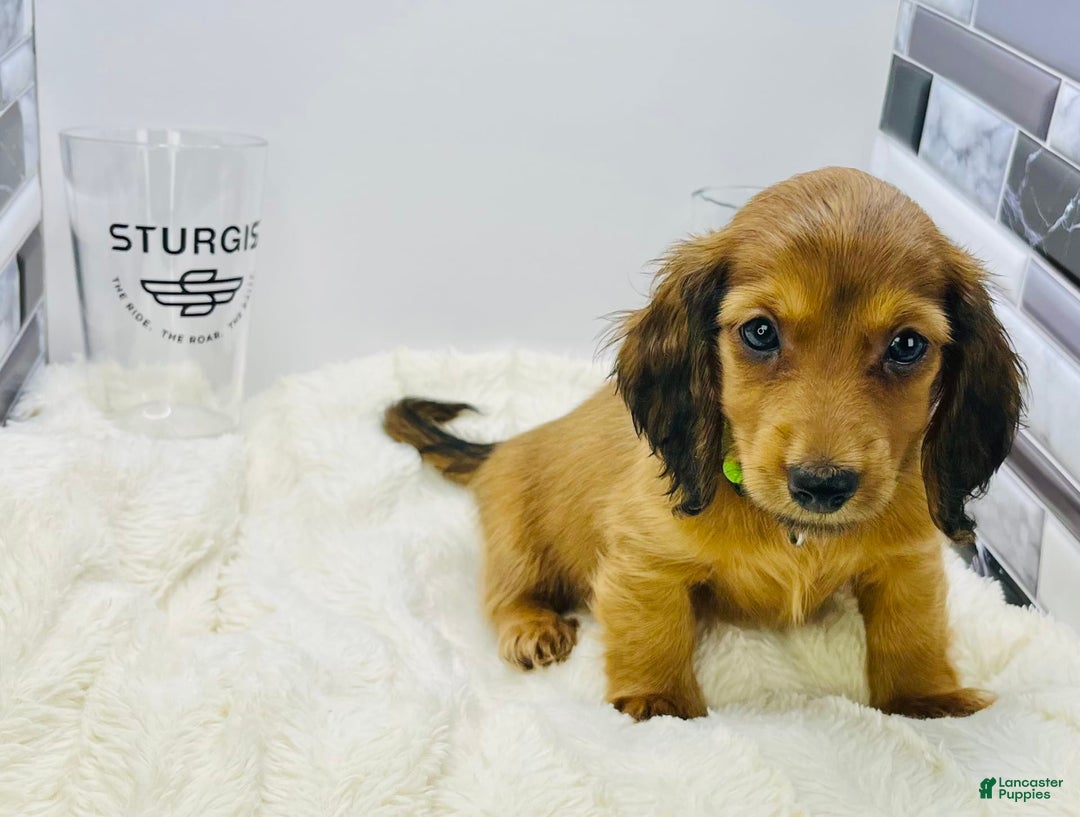 Miniature Dachshund dogs for sale: Ray - Image 10