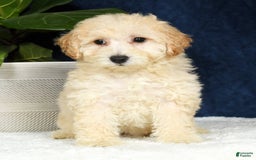 Bichpoo dogs for sale: Kaitlyn - Image 8