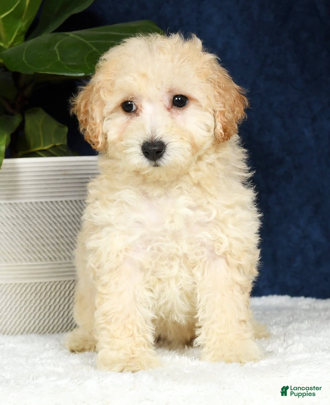 Bichpoo dogs for sale: Kaitlyn - Image 8