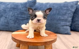 Boston Terrier dogs for sale: Annie - Image 8