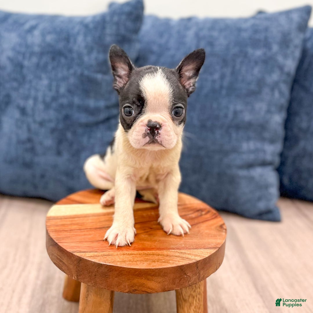 Boston Terrier dogs for sale: Annie - Image 8