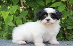Shihpoo dogs for sale: Dallas - Image 2