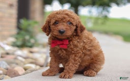 Goldendoodle dogs for sale: Herbie - Image 12