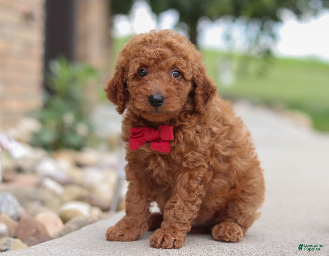 Goldendoodle dogs for sale: Herbie - Image 12