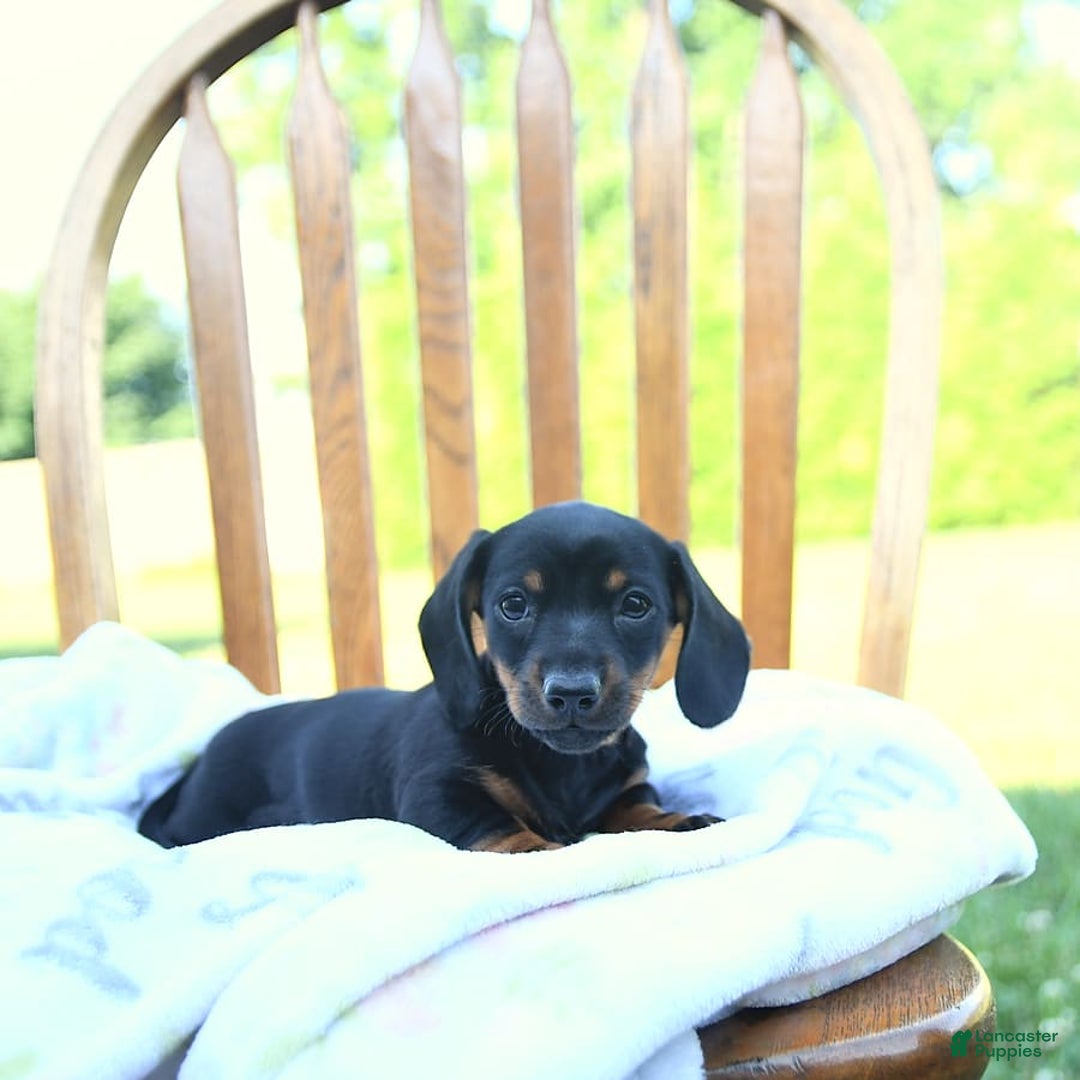 Miniature Dachshund dogs for sale: Twinkle - Image 4
