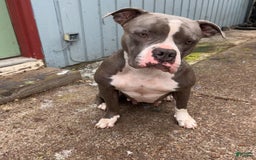 American Bully dogs for sale: Light - Image 5