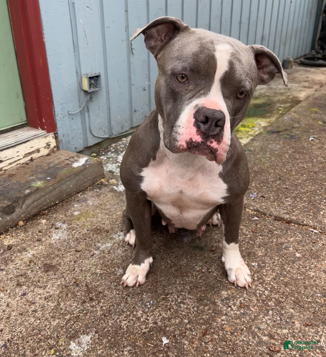 American Bully dogs for sale: Light - Image 5
